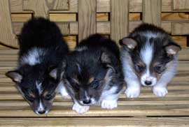 Welsh Corgi Puppies for sale